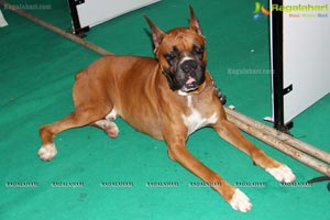 Hyderabad Dog Show