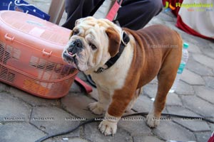 Hyderabad Dog Show