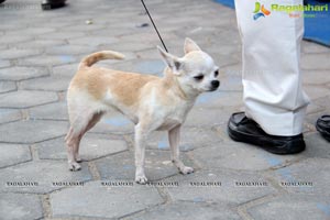 Hyderabad Dog Show