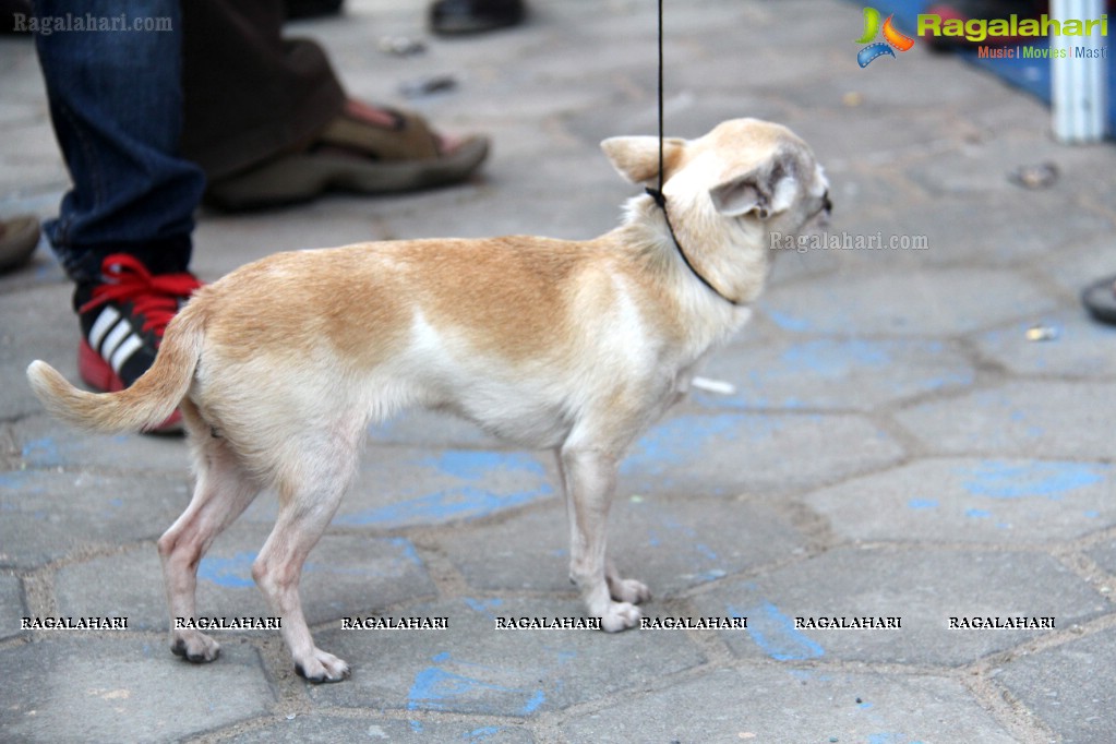 HyCan Dog Show 2013 at HITEX, Hyderabad