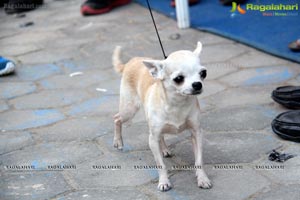 Hyderabad Dog Show