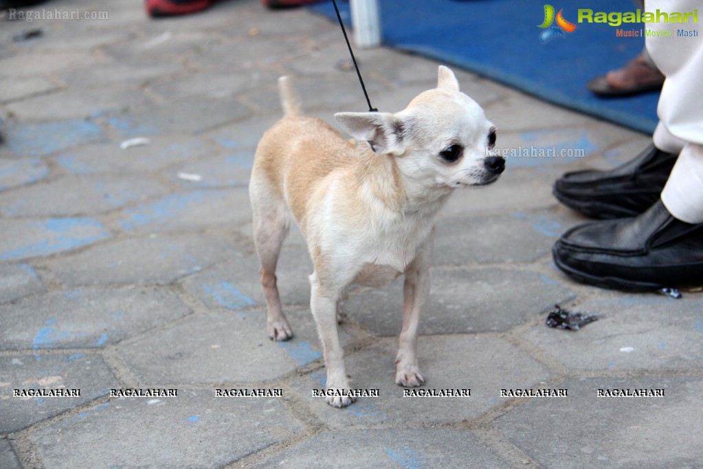 HyCan Dog Show 2013 at HITEX, Hyderabad