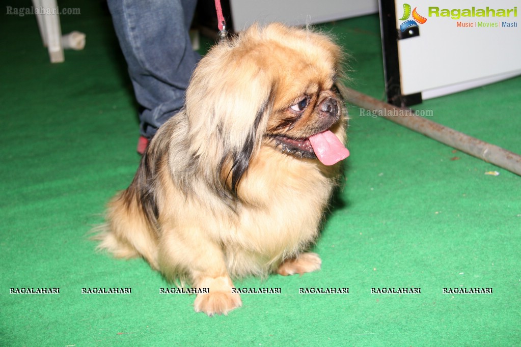 HyCan Dog Show 2013 at HITEX, Hyderabad