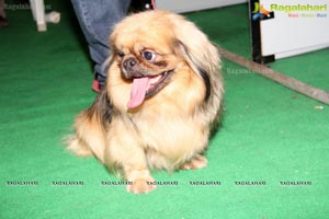 Hyderabad Dog Show