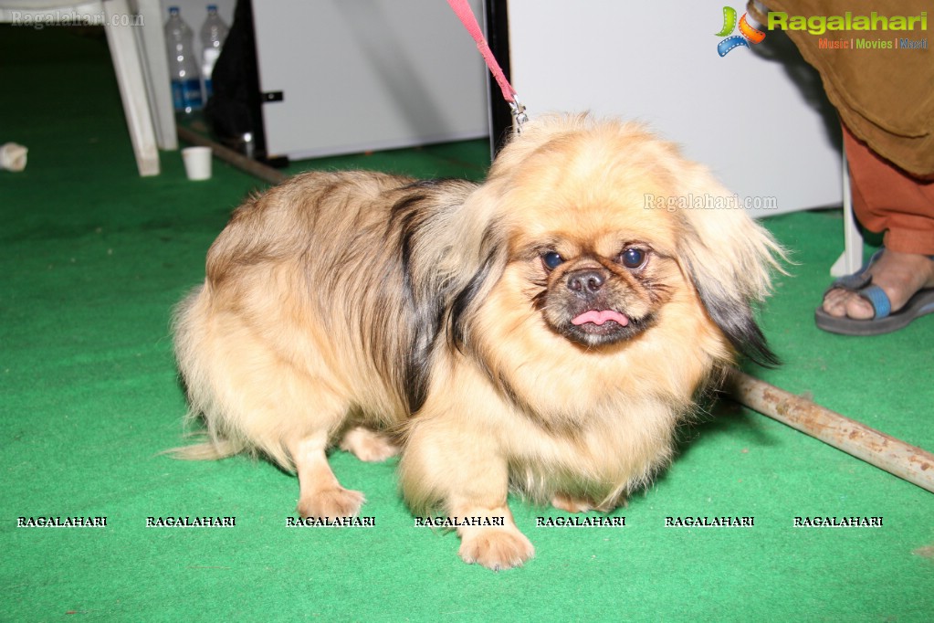 HyCan Dog Show 2013 at HITEX, Hyderabad