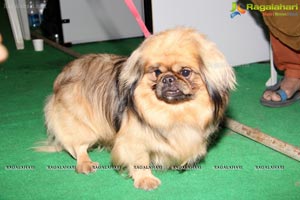 Hyderabad Dog Show