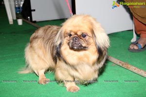 Hyderabad Dog Show