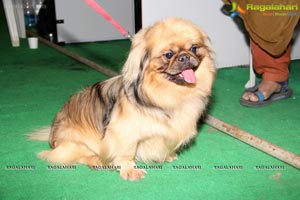 Hyderabad Dog Show