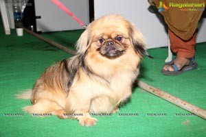 Hyderabad Dog Show