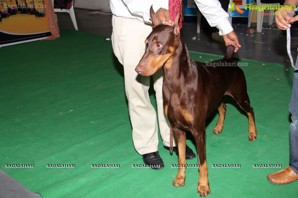 HyCan Dog Show 2013 at HITEX, Hyderabad