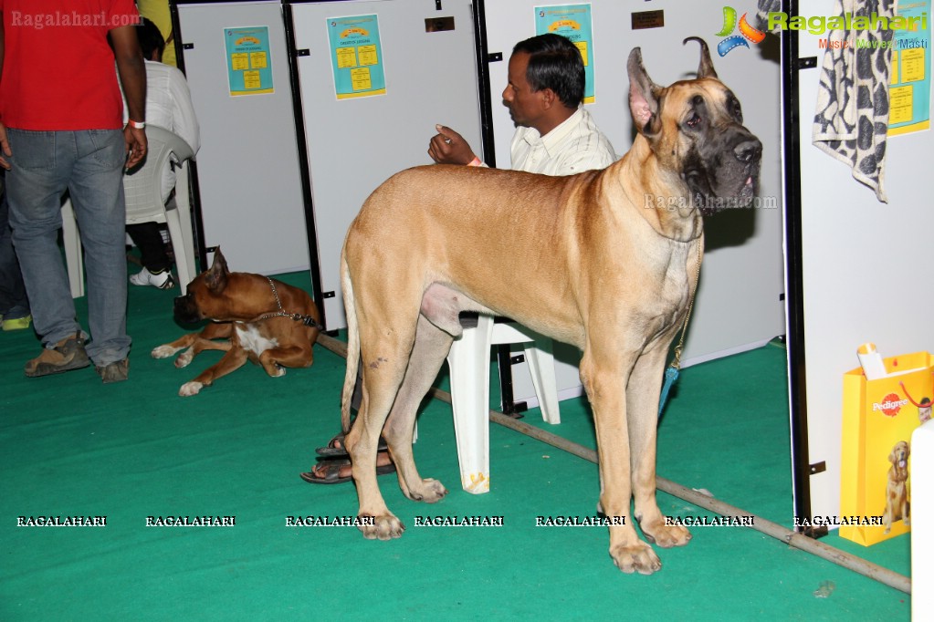 HyCan Dog Show 2013 at HITEX, Hyderabad