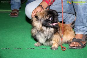 Hyderabad Dog Show