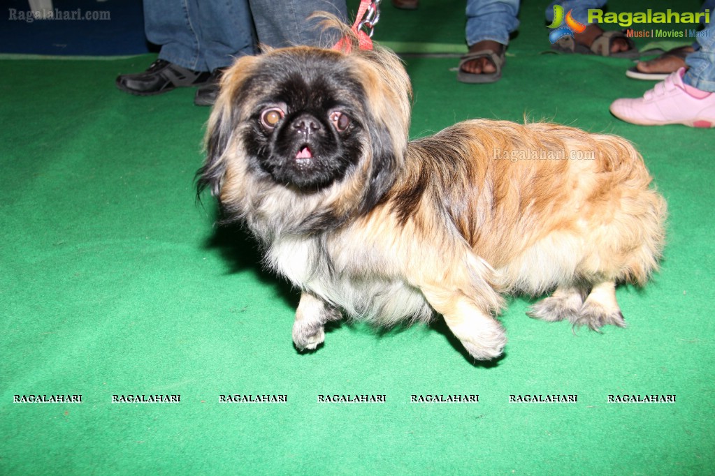 HyCan Dog Show 2013 at HITEX, Hyderabad