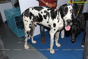 Hyderabad Dog Show