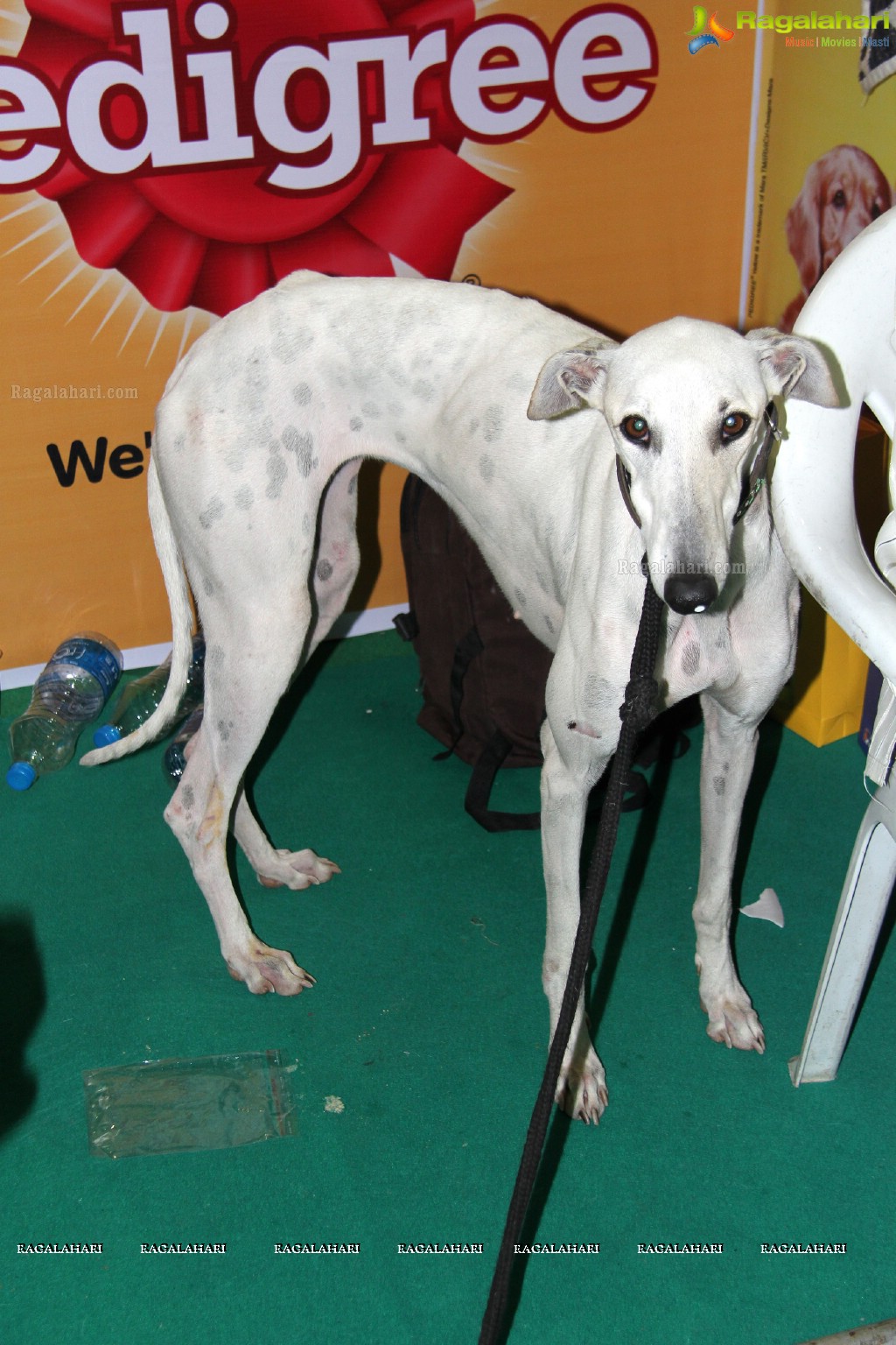 HyCan Dog Show 2013 at HITEX, Hyderabad