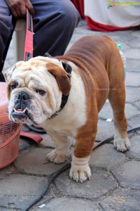 Hyderabad Dog Show