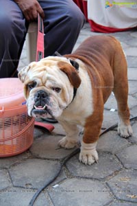 Hyderabad Dog Show