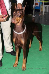 Hyderabad Dog Show