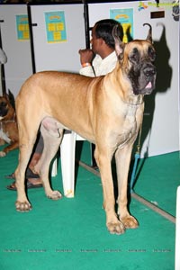 Hyderabad Dog Show