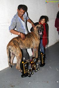 Hyderabad Dog Show