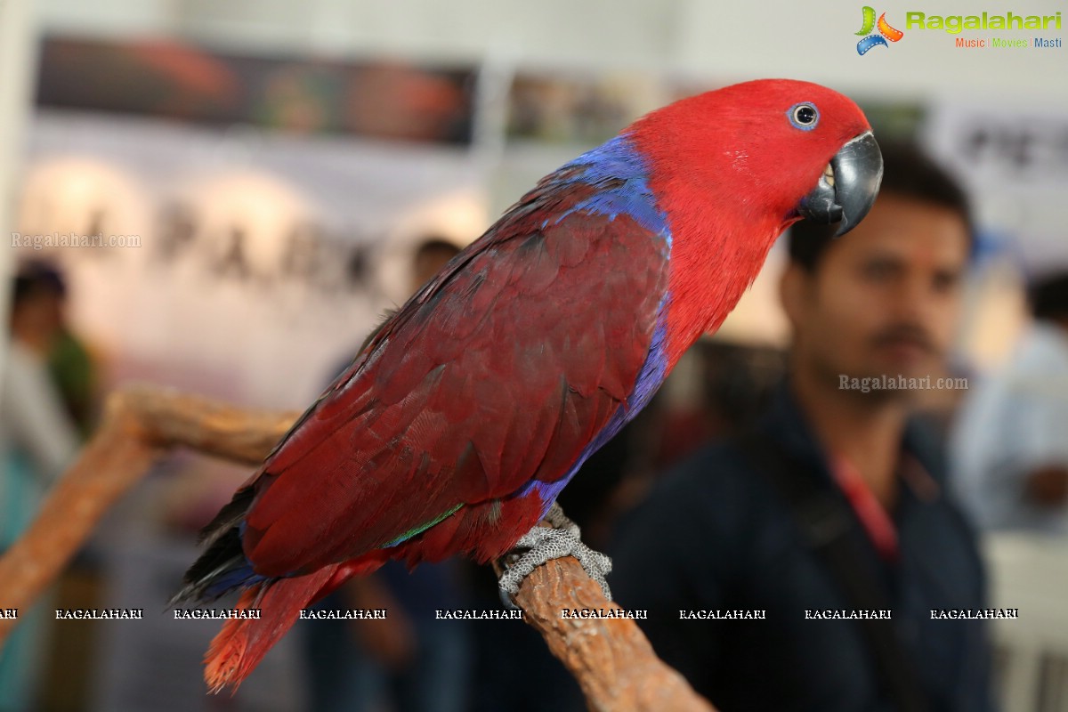 PETEX India - India’s Largest Pet Expo Kicks Off at Hitex