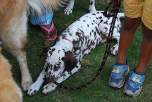 Visakhapatnam - Pet Show 2010, Tenneti Park