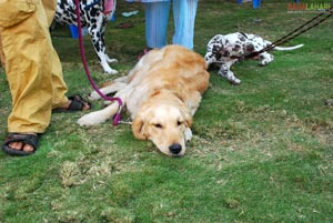 Visakhapatnam - Pet Show 2010, Tenneti Park