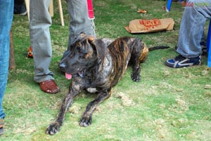 Visakhapatnam - Pet Show 2010, Tenneti Park