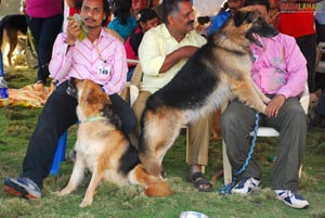 Visakhapatnam - Pet Show 2010, Tenneti Park