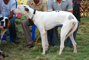 Visakhapatnam - Pet Show 2010, Tenneti Park