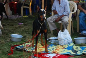 Visakhapatnam - Pet Show 2010, Tenneti Park