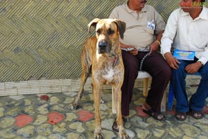 Visakhapatnam - Pet Show 2010, Tenneti Park