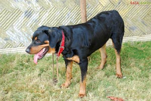 Visakhapatnam - Pet Show 2010, Tenneti Park