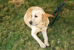 Visakhapatnam - Pet Show 2010, Tenneti Park