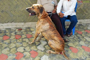 Visakhapatnam - Pet Show 2010, Tenneti Park