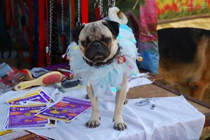 Visakhapatnam - Pet Show 2010, Tenneti Park