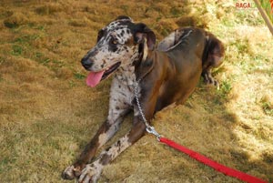 Visakhapatnam - Pet Show 2010, Tenneti Park