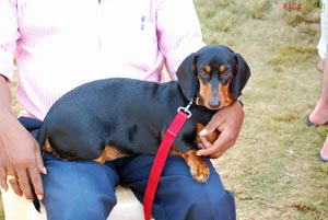 Visakhapatnam - Pet Show 2010, Tenneti Park