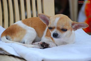 Visakhapatnam - Pet Show 2010, Tenneti Park