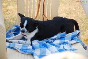 Visakhapatnam - Pet Show 2010, Tenneti Park