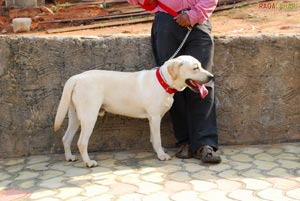 Visakhapatnam - Pet Show 2010, Tenneti Park