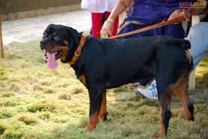 Visakhapatnam - Pet Show 2010, Tenneti Park