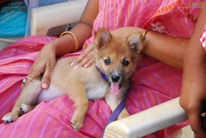 Visakhapatnam - Pet Show 2010, Tenneti Park