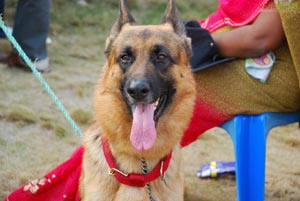 Visakhapatnam - Pet Show 2010, Tenneti Park