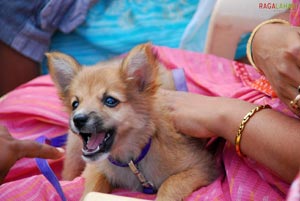 Visakhapatnam - Pet Show 2010, Tenneti Park