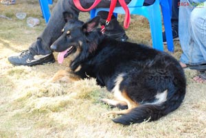 Visakhapatnam - Pet Show 2010, Tenneti Park