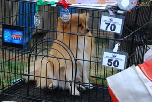 Visakhapatnam - Pet Show 2010, Tenneti Park