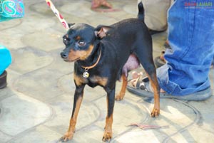 Visakhapatnam - Pet Show 2010, Tenneti Park