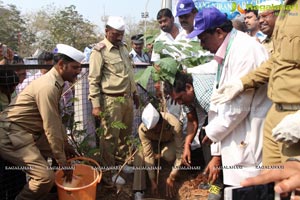 Tree Plantation Drive