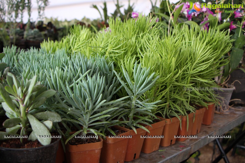 Horticulture Expo 2017 at People's Plaza, Hyderabad